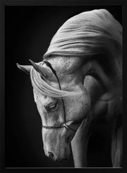 white stallion Framed Art Ulrike Leinemann | Home or Office Art