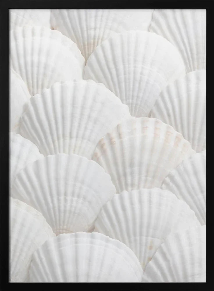 Shells_3 - Pictufy Studio III Framed Art | Home or Office Art