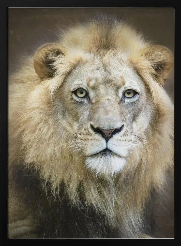 Portrait of a Young Male Lion Framed Art Linda D Lester | Home or Office Art