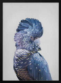 Black Cockatoo Framed Art Kathrin Pienaar | Home or Office Art