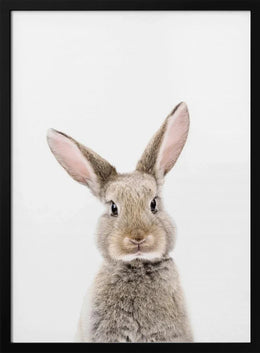 Baby Rabbit Framed Art Kathrin Pienaar | Home or Office Art