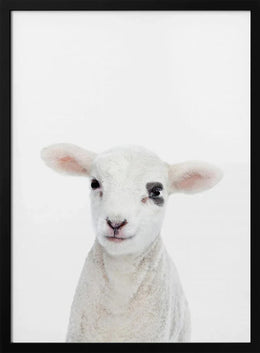 Baby Lamb Framed Art Kathrin Pienaar | Home or Office Art