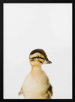 Baby Duck Framed Art Kathrin Pienaar | Home or Office Art