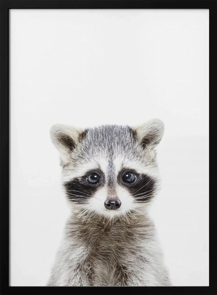 Baby Racoon Framed Art Kathrin Pienaar | Home or Office Art