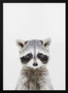 Baby Racoon Framed Art Kathrin Pienaar | Home or Office Art