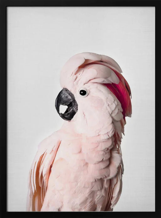 Pink Cockatoo Framed Art Kathrin Pienaar | Home or Office Art