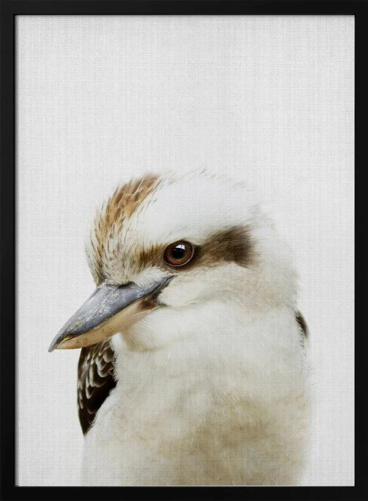 Peekaboo Kookaburra Framed Art Lola Peacock | Home or Office Art