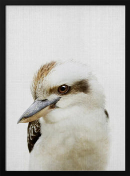 Peekaboo Kookaburra Framed Art Lola Peacock | Home or Office Art