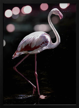 Dancing Flamingo Framed Art Shot by Clint | Home or Office Art