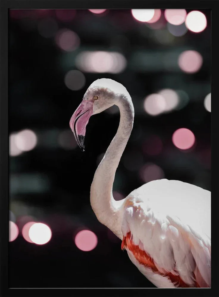 Disco Flamingo Framed Art Shot by Clint | Home or Office Art