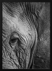 Elephant Study Framed Art Shot by Clint | Home or Office Art