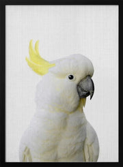 Peekaboo Cockatoo Framed Art Lola Peacock | Home or Office Art