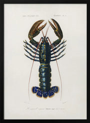 Crimson Crawfish - Charles Dessalines D Orbigny Framed Art | Home or Office Art