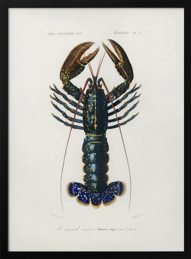 Crimson Crawfish - Charles Dessalines D Orbigny Framed Art | Home or Office Art