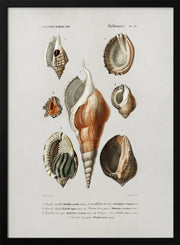 Different Types of Mollusks - Charles Dessalines D Orbigny Framed Art | Home or Office Art