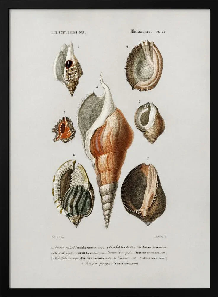 Different Types of Mollusks - Charles Dessalines D Orbigny Framed Art | Home or Office Art