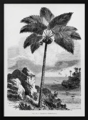 Vintage Palm Tree Drawing I - Les Palmiers Histoire Iconographique Framed Art | Home or Office Art