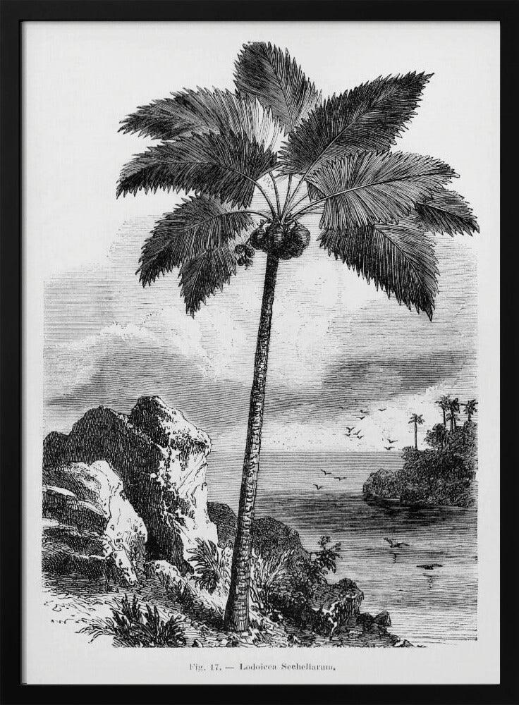 Vintage Palm Tree Drawing I - Les Palmiers Histoire Iconographique Framed Art | Home or Office Art