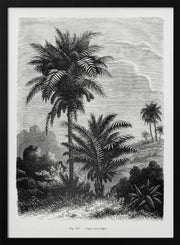 Vintage Palm Tree Drawing V - Les Palmiers Histoire Iconographique Framed Art | Home or Office Art