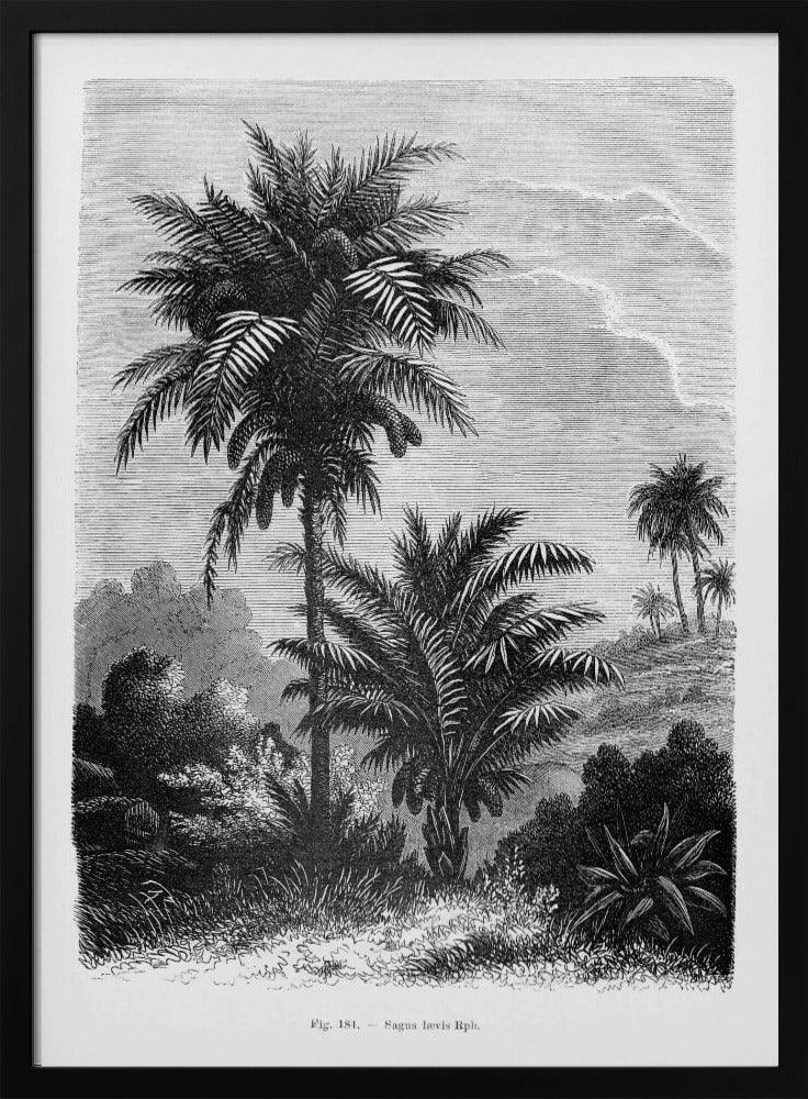Vintage Palm Tree Drawing V - Les Palmiers Histoire Iconographique Framed Art | Home or Office Art