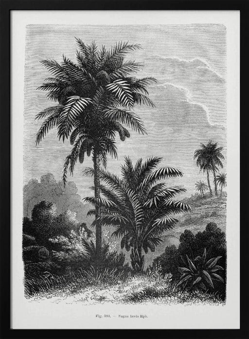 Vintage Palm Tree Drawing V - Les Palmiers Histoire Iconographique Framed Art | Home or Office Art