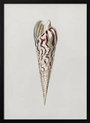  Mollusks Crop III - Charles Dessalines D Orbigny Framed Art | Home or Office Art