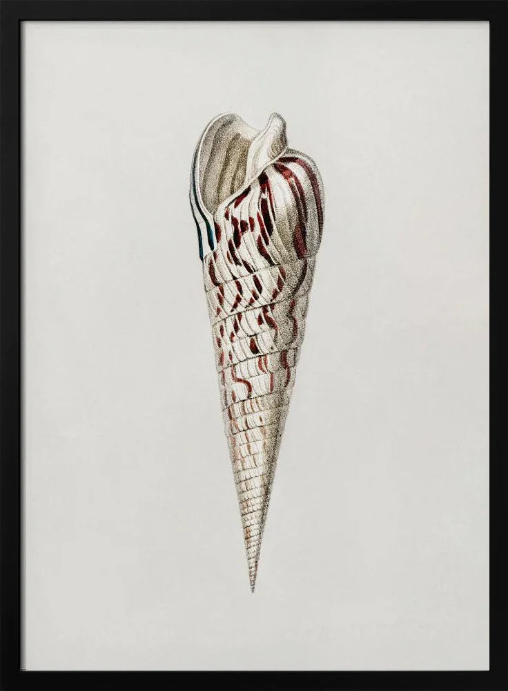  Mollusks Crop III - Charles Dessalines D Orbigny Framed Art | Home or Office Art