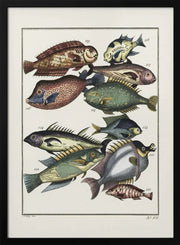 Exotic Fish (1767) By J V Schley - Pictufy Framed Art | Home or Office Art