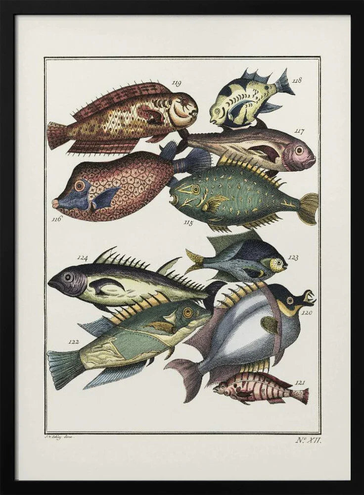 Exotic Fish (1767) By J V Schley - Pictufy Framed Art | Home or Office Art