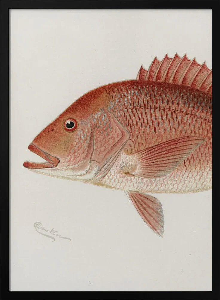 Red Snapper - Sherman F. Denton Framed Art | Home or Office Art