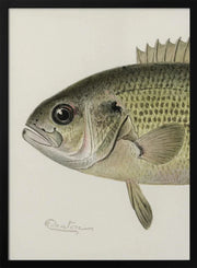 Rock Bass Crop - Sherman F. Denton Framed Art | Home or Office Art