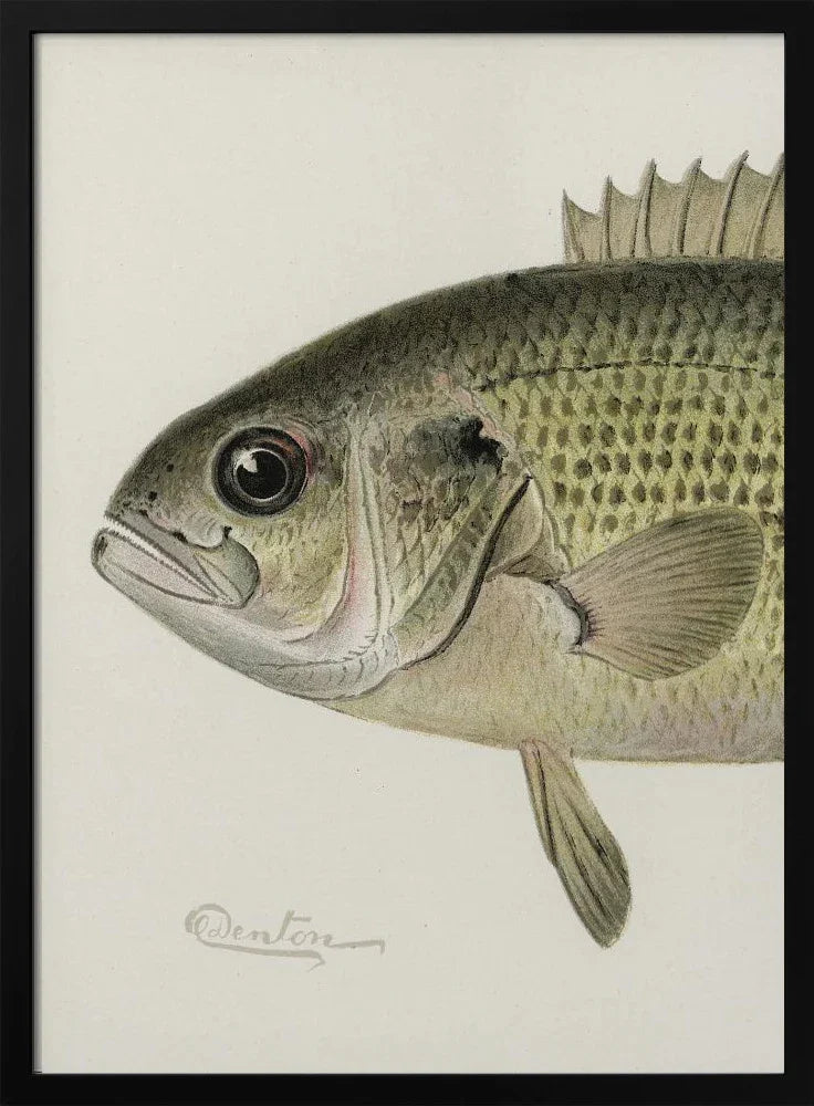 Rock Bass Crop - Sherman F. Denton Framed Art | Home or Office Art