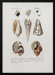 Sealife I - Charles Dessalines D Orbigny Framed Art | Home or Office Art