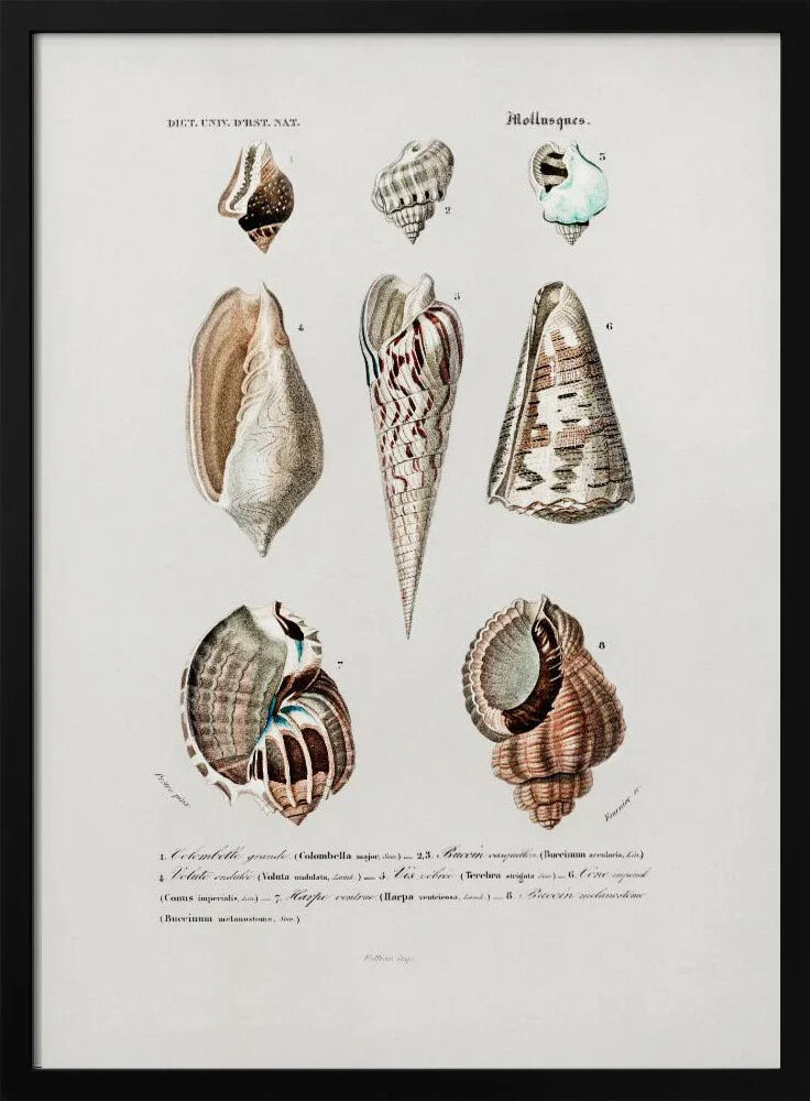 Sealife I - Charles Dessalines D Orbigny Framed Art | Home or Office Art