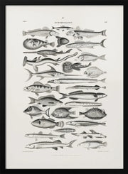 Sealife I - Oliver Goldsmith Framed Art | Home or Office Art