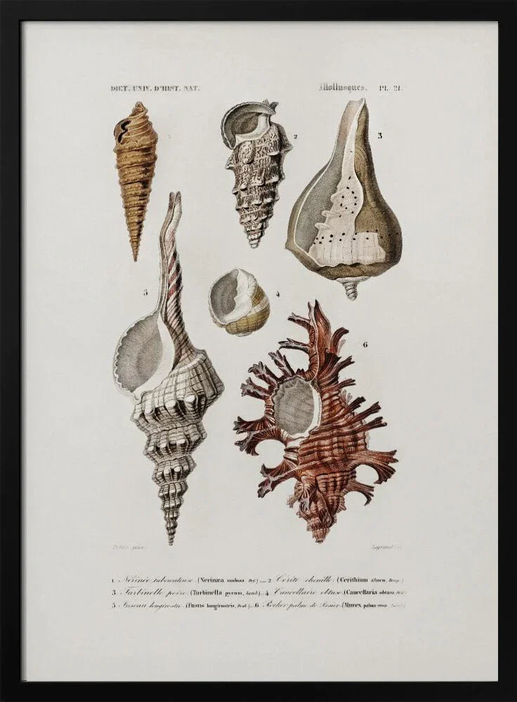 Sealife II - Charles Dessalines D Orbigny Framed Art | Home or Office Art