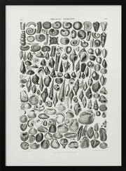 Sealife II - Pictufy Framed Art | Home or Office Art