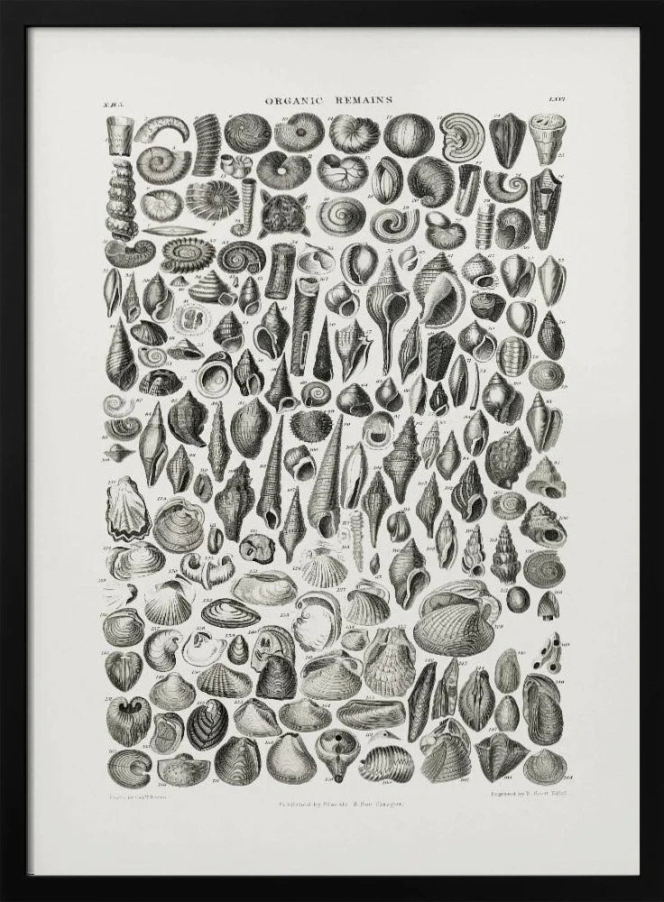 Sealife II - Pictufy Framed Art | Home or Office Art