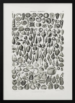 Sealife II - Pictufy Framed Art | Home or Office Art