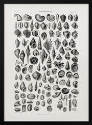 Sealife III - Oliver Goldsmith Framed Art | Home or Office Art