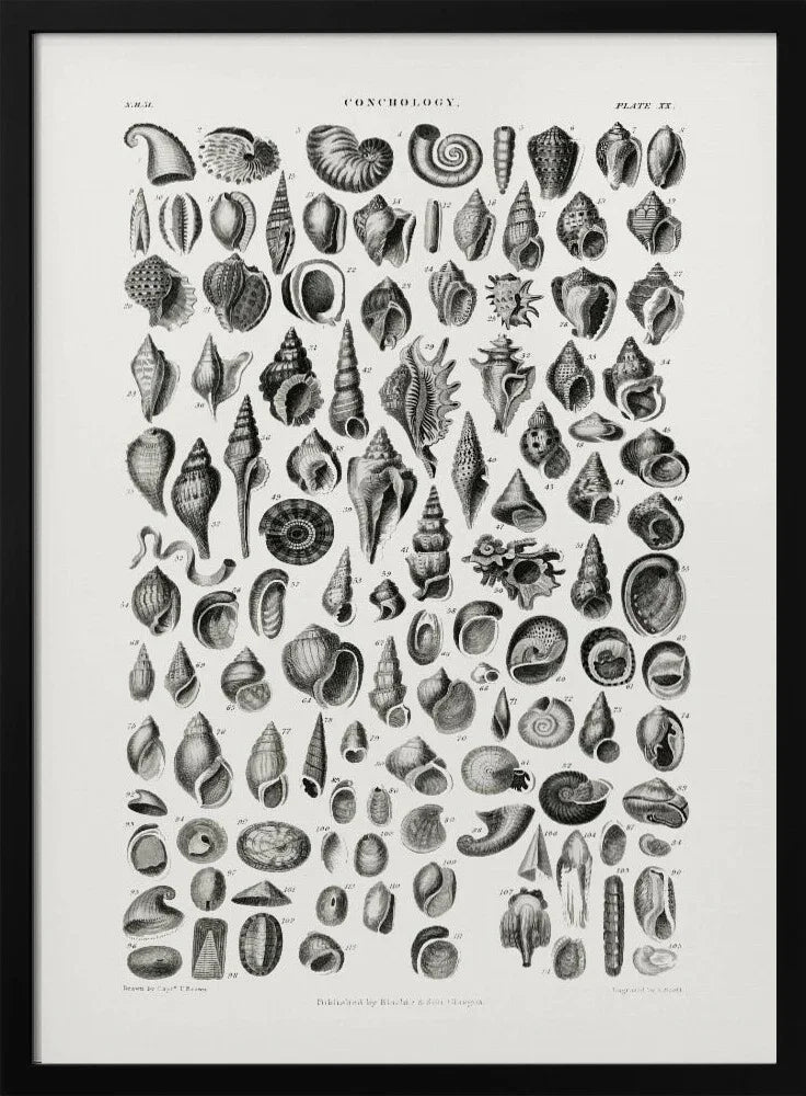 Sealife III - Oliver Goldsmith Framed Art | Home or Office Art