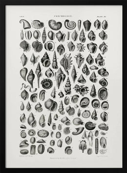 Sealife III - Oliver Goldsmith Framed Art | Home or Office Art