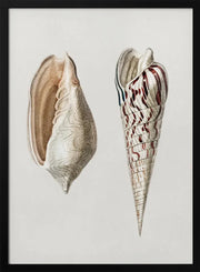 Two Mollusks Crop II - Charles Dessalines D Orbigny Framed Art | Home or Office Art