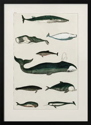 Vintage Whale Poster - Oliver Goldsmith Framed Art | Home or Office Art