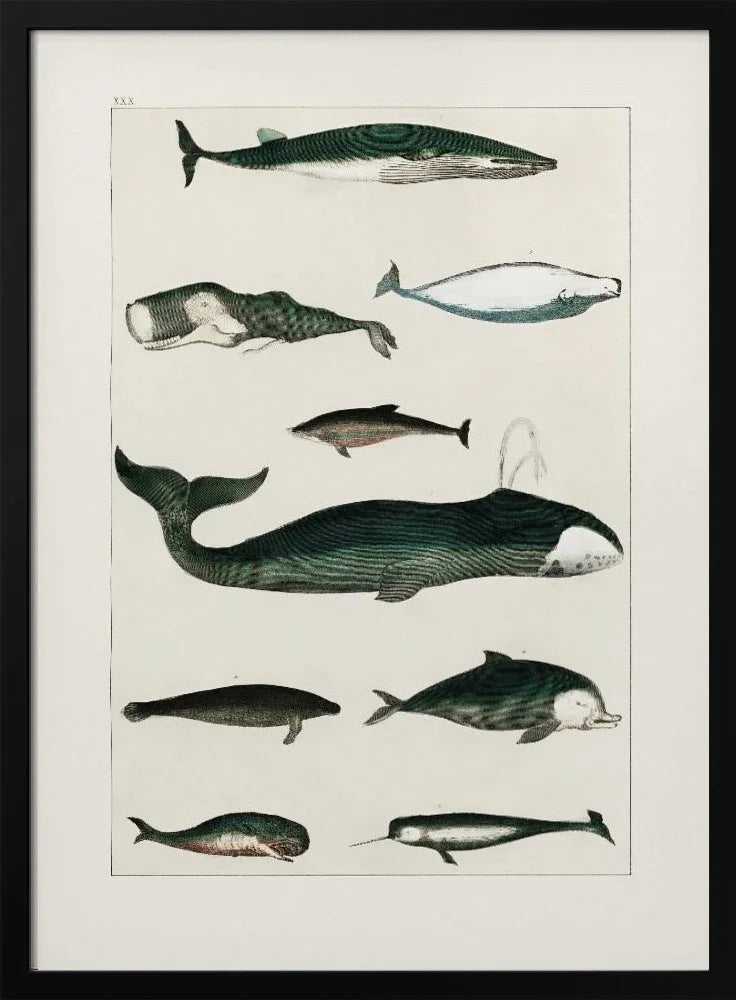 Vintage Whale Poster - Oliver Goldsmith Framed Art | Home or Office Art