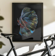 The  Betta Fish Framed Art Andi Halil | Home or Office Art