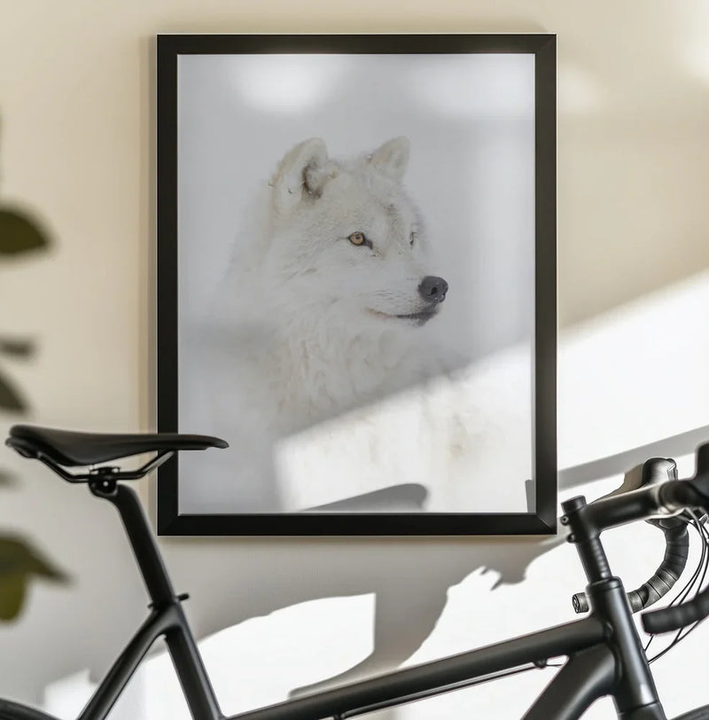 Portrait of an Arctic Wolf Framed Art Jim Cumming | Home or Office Art