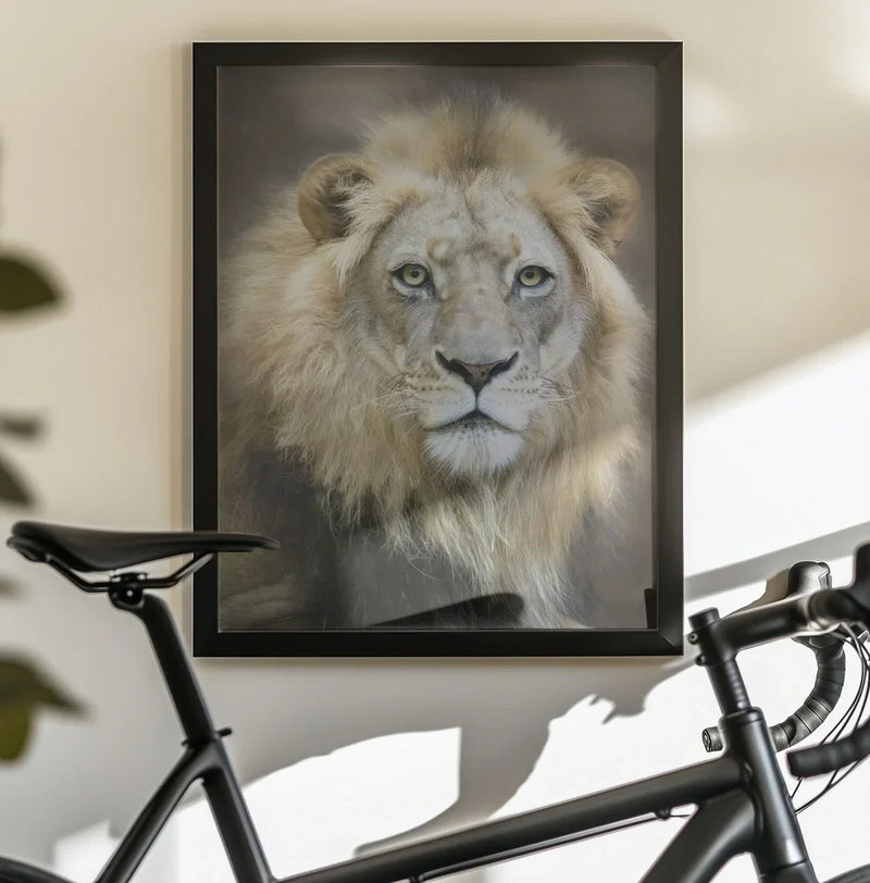 Portrait of a Young Male Lion Framed Art Linda D Lester | Home or Office Art