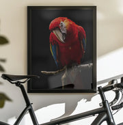 Portrait of Scarlet Macaw Framed Art Andi Halil | Home or Office Art