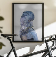 Black Cockatoo Framed Art Kathrin Pienaar | Home or Office Art